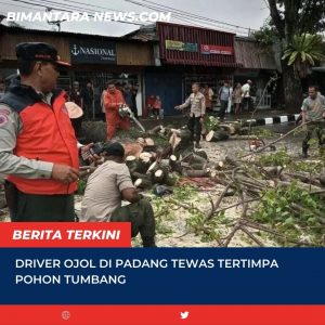 Pusdalops kota padang melakukan pembersihan material pojon tumbang yang menimpa driver ojol