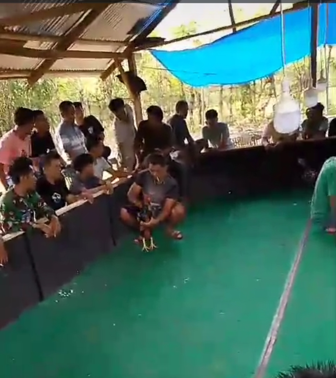 Arena Sabung Ayam di Nagari Taratak