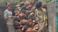 Doc Istimewa : Bimantara News